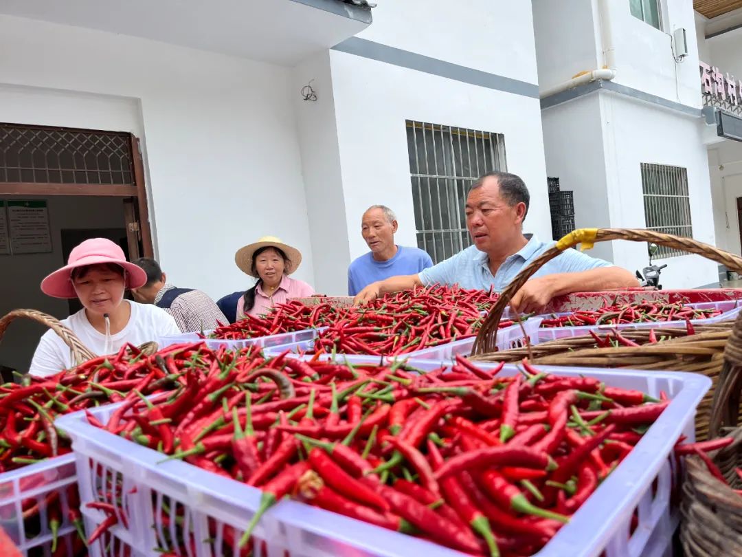 1691376388699208.jpg 10.jpg